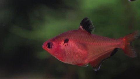 red minor/serpae tetra aquarium ornamental fish 