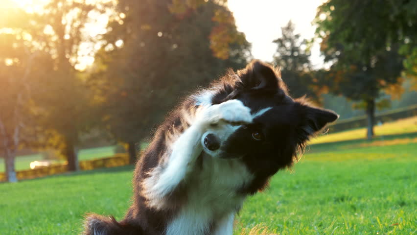 A close up shot of a border collie dog sitting on the grass and hiding his face with his paws. So cute! Royalty-Free Stock Footage #1021309867