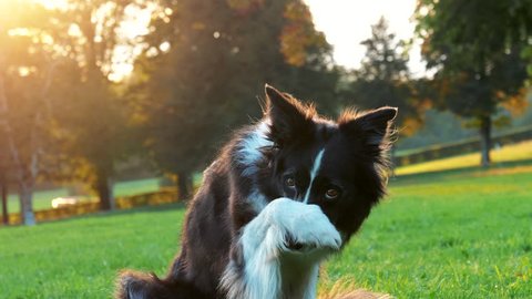A close up shot of a border collie dog sitting on the grass and hiding his face with his paws. So cute!