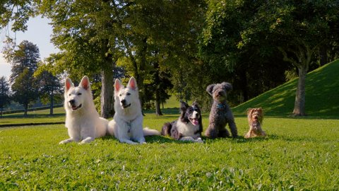 Five dogs lying in the park in a straight line, different breeds, from the biggest to the smallest. They also imitate each other.