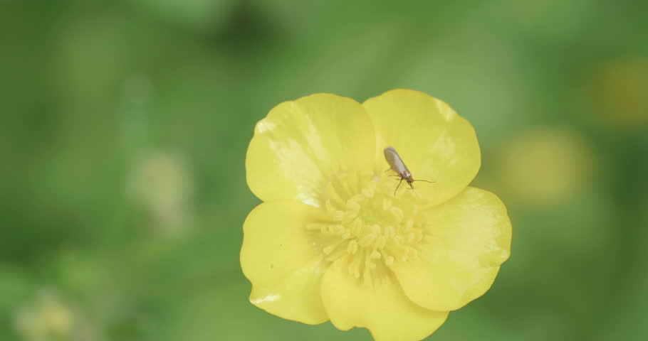 hand hold shoot small bug on yellow flower in summer garden