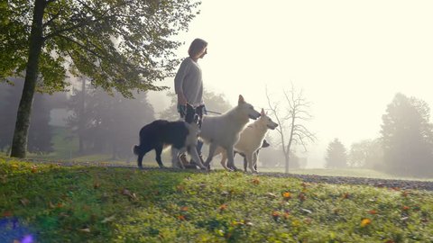 A crab shot of a young woman walking with four dogs on a road under the trees. She is leading them on the leash. She is in control.