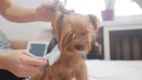 woman brushing her dog. dog funny video. girl combing a little shaggy dog pet care.woman using a comb brush Yorkshire lifestyle Terrier. friendship and care for pets dogs concept
