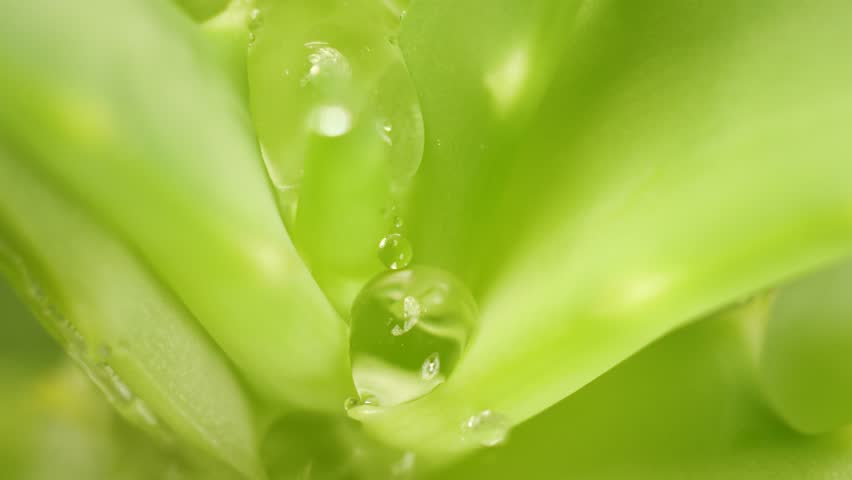 Natural cosmetic. Aloe plant, beautiful macro video | Shutterstock HD Video #1021322275