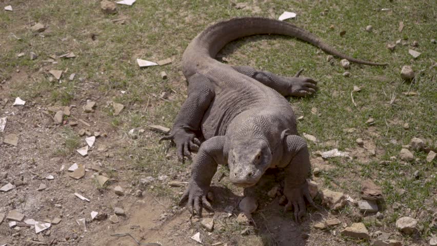 big komodo dragon world's biggest lizard Stock Footage Video (100% ...