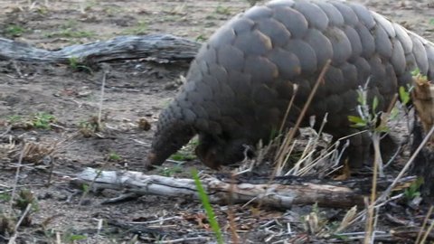An African pangolin searching for ants walks passed camera and out of the frame