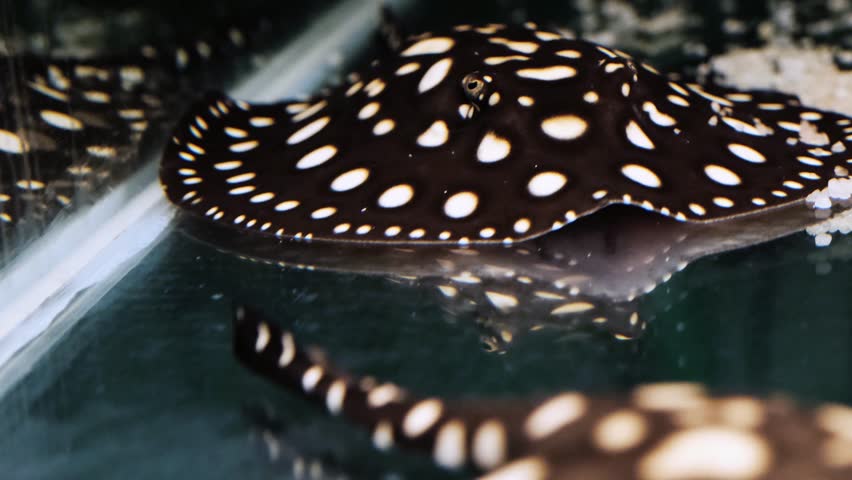 Nice Stingrays Potamotrygon Leopoldi Dark Arkivvideomateriale (100 %  royaltyfritt) 1021325953 | Shutterstock