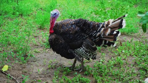 Black turkey slowly sinks to the ground at the bird's yard. Live beautiful turkey. Turkey for the holiday