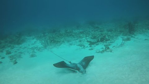 Spotted Eagle Ray swims off after feeding in sandy bottom