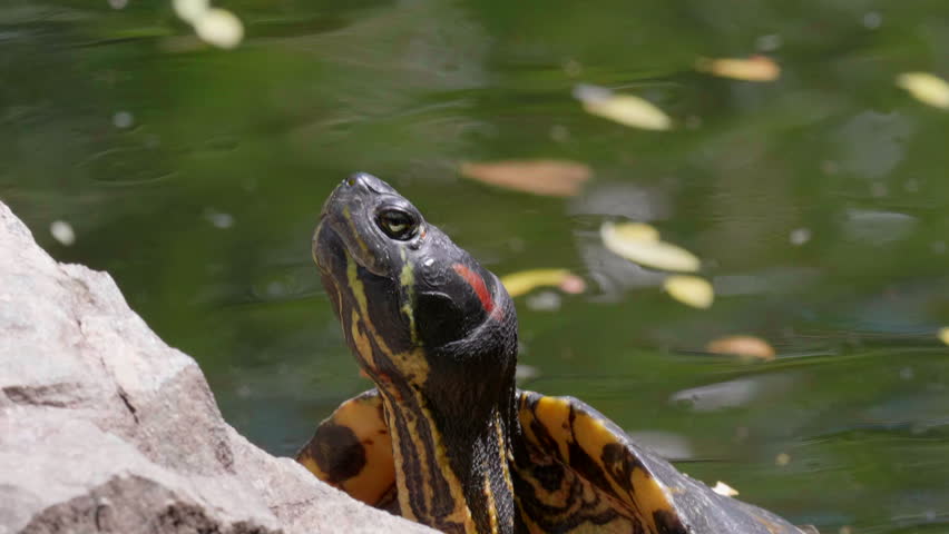 Turtle on Rock, Green Reptile Nature Wildlife Animal in Natural Park Background