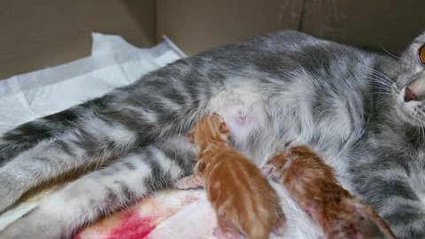 cat giving birth showing the kitten in the vagina