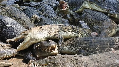 dozens of ferocious crocodiles eat meat