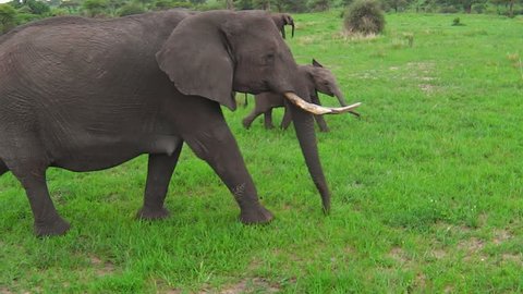 African elephants with a calf elephant in Tarangire National Park of Tanzania in Africa.