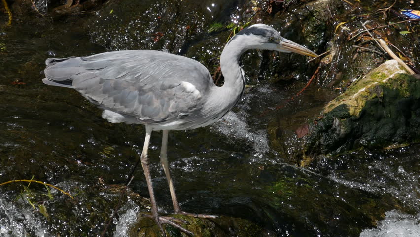 Grey Heron / Ardea Cinerea standing on rock in fast-moving stream, looking intently into the water looking for fish