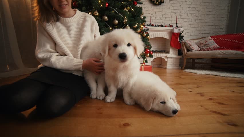 Girl Playing with Happy Puppy Stock Footage Video (100% Royalty-free