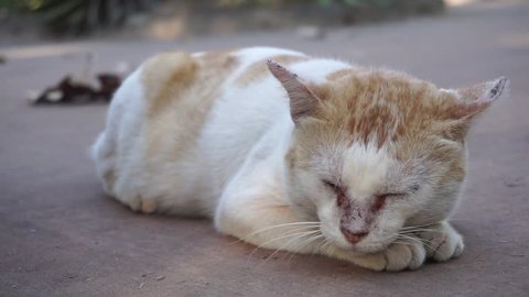 Yellow white cat is sleeping slow motion.