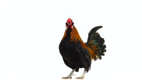 bantamu  rooster rotate on white screen