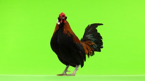 bantamu  rooster crowing on green screen. 