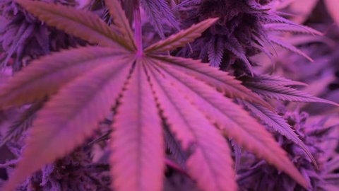 Cannabis plants indoor Stock Video