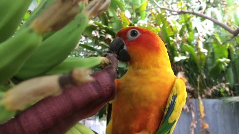 Orange parrot eating fruit.