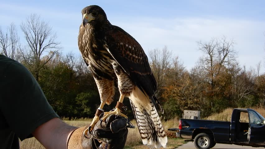4K Harris Hawk Baby On Falconry Gloves