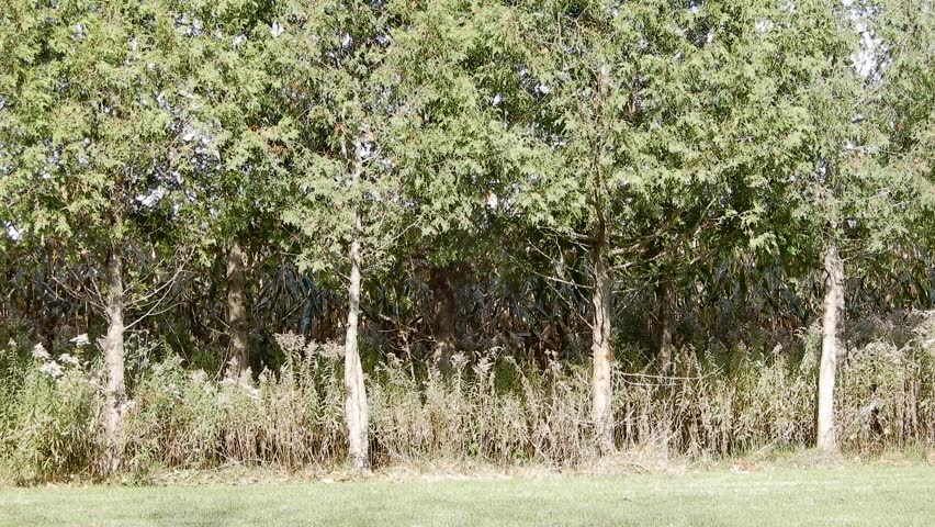 Wood Thicket With Green Lawn Cornfield And Houses Neighborhood In Background