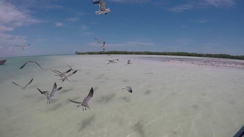 Seagulls flying in super slow motion