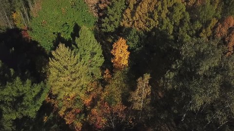 Autumn Trees Park Aerial View