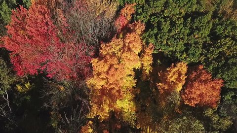 Autumn Trees Park Aerial View
