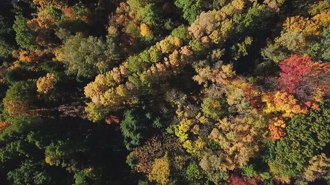 Autumn Trees Park Aerial View