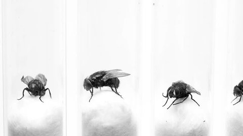many flies in test tubes for study in the laboratory
