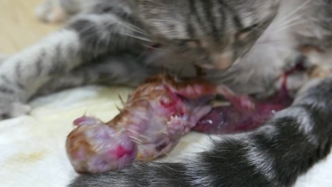 Mother cat pregnant give birth and new born baby kittens and eating placenta
