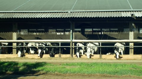 Dairy cows feeding in a barn, cows eat high-quality corn silage feed, cowshed is a modern and not bricked, Holstein Friesian cattle breed milk, Holsteins in North America, the term Friesians in UK