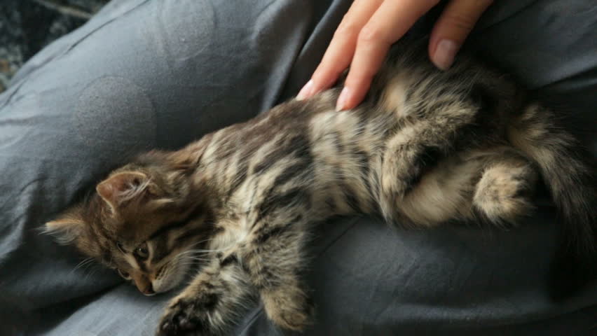 Small kitten on woman