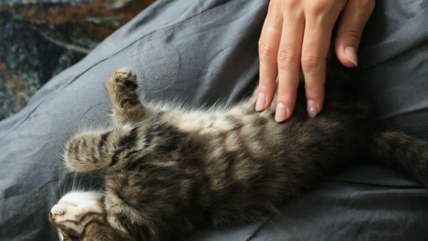 Small kitten on woman