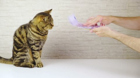 Throwing Money In To Cute Stock Footage Video 100 Royalty Free 27003052 Shutterstock