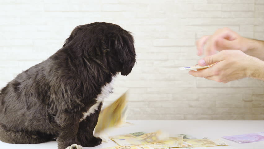 Throwing Money In To Small Stock Footage Video 100 Royalty Free 1021378747 Shutterstock