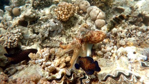 reef octopus (Octopus cyanea) on coral. Cyanea show how can change camouflage color, patterns and texture of its skin