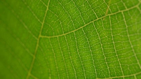 Close up of a Green leaf in nature