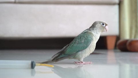 cinnamon blue quaker parrot