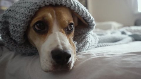Cute Beagle dog with sad eyes lying under a blue blanket on the bed, blinking and getting ready for bed.