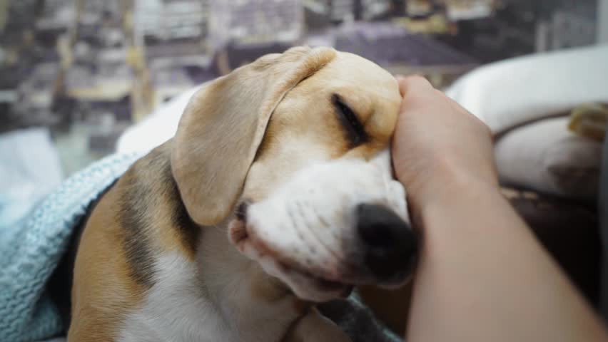 Owner hand stroking dog. Closeup of happy dog licking. Owner love pet. Puppy licking. Human and animal friendship concept Royalty-Free Stock Footage #1021392973