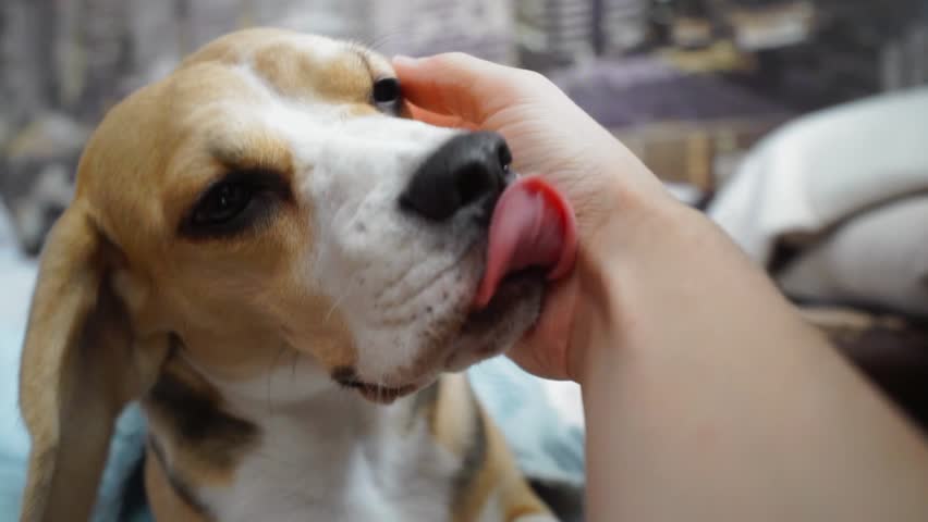 Owner hand stroking dog. Closeup of happy dog licking. Owner love pet. Puppy licking. Human and animal friendship concept