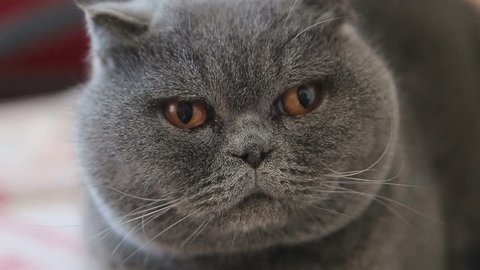 Closeup View Of British Shorthair Video De Stock 100 Libre De Droit 1381 Shutterstock