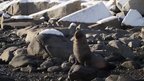 Antarctic fur seal scratching itself on Wienke Island in Antartica.