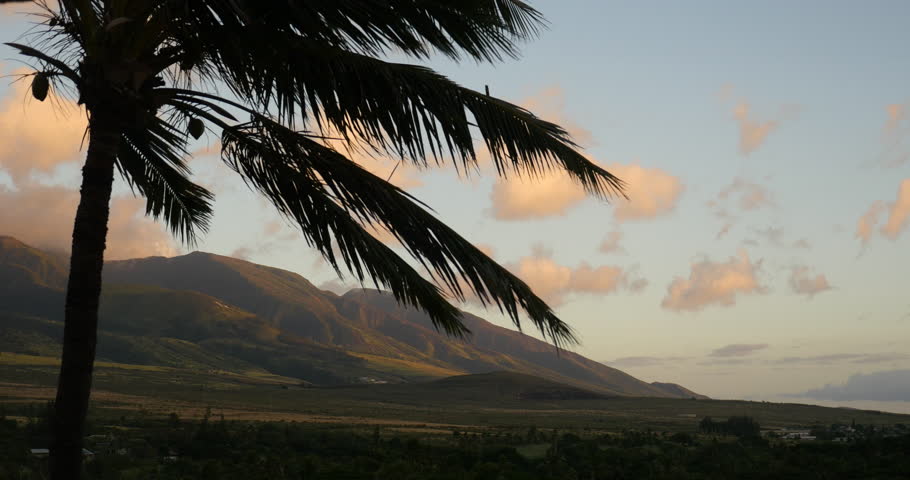 4K Palm tree Hawaii landscape winds