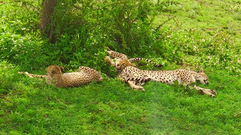 Two young cheetah cubs with their mother resting on grassland in Ngorongoro Conservation Area, Tanzania in Africa. African big cats family: acinonyx jubatus. The cheetah is the fastest land animal.