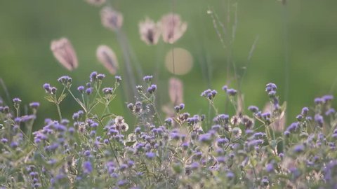 beautiful flower nature background video 4k.