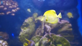 Beautiful fish in the aquarium on decoration of aquatic plants background. A colorful fish in fish tank.