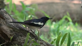 Closeup of oriental magpie robin bird perching on log eating worm in nature.
Hungry bird in black and white plumage,4K video.